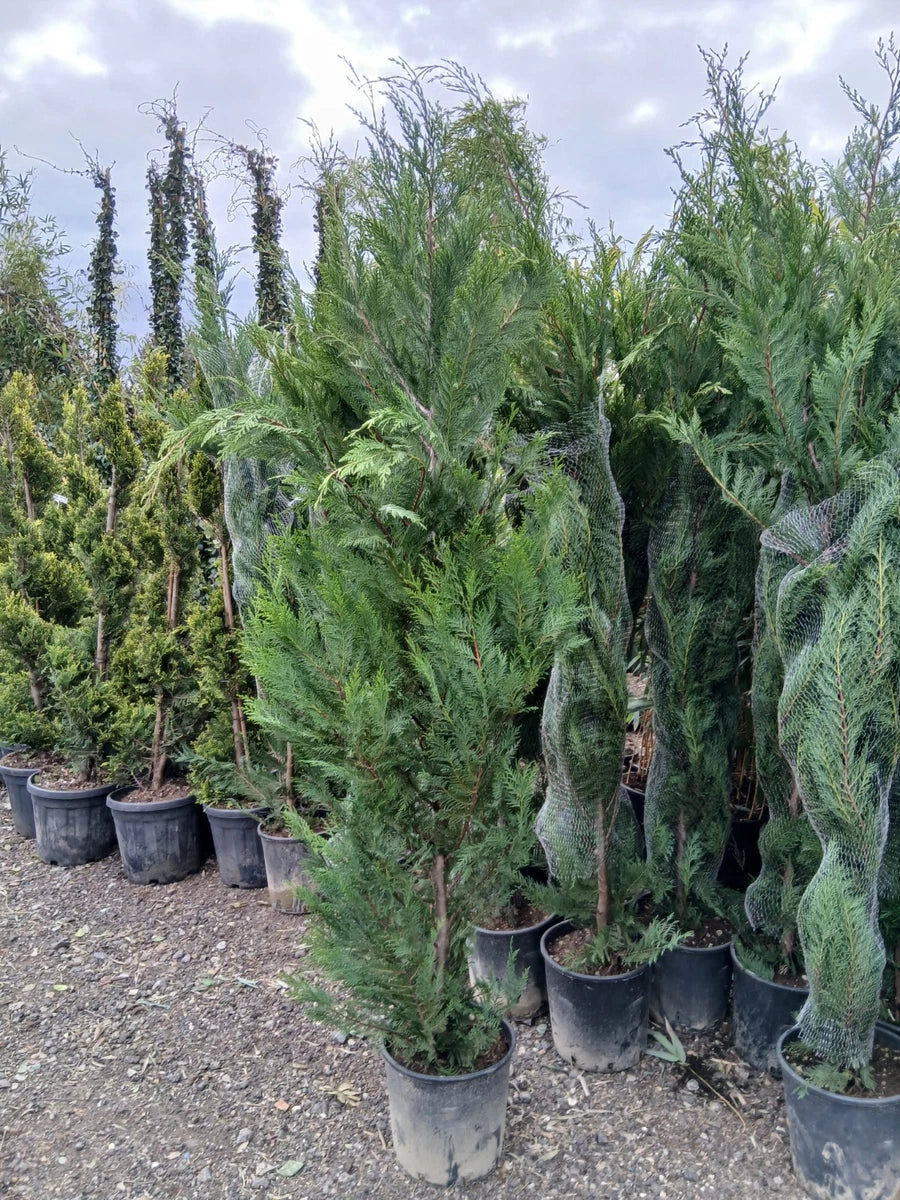 Leylandii Hedging Plants 20L Amazing Quality Quick Growing Approx 200cm