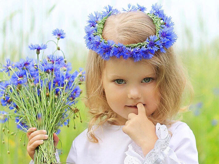 200 x Cornflower Blue Ball seeds.