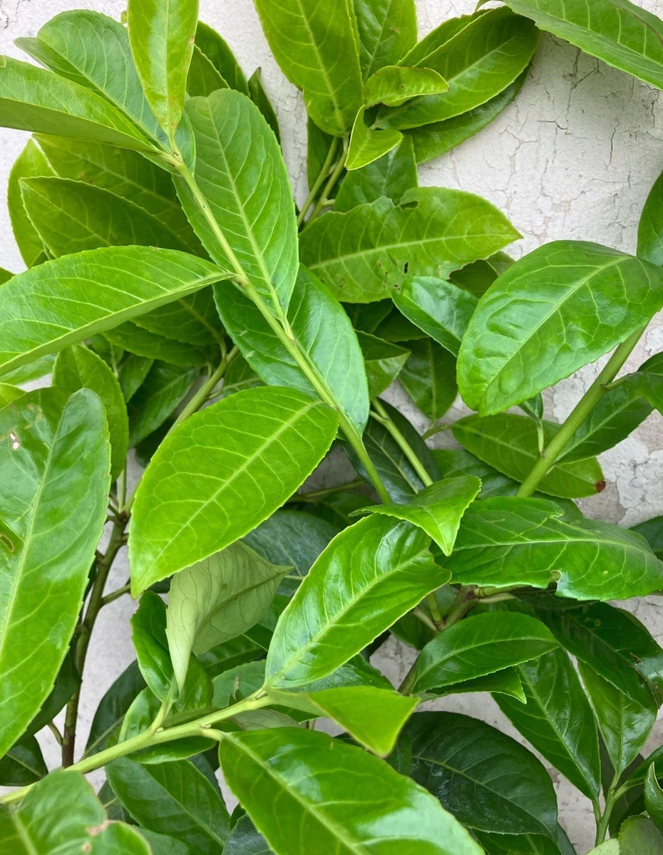 10x 6-7ft INSTANT Hedge Cherry Laurel Healthy Established Evergreen