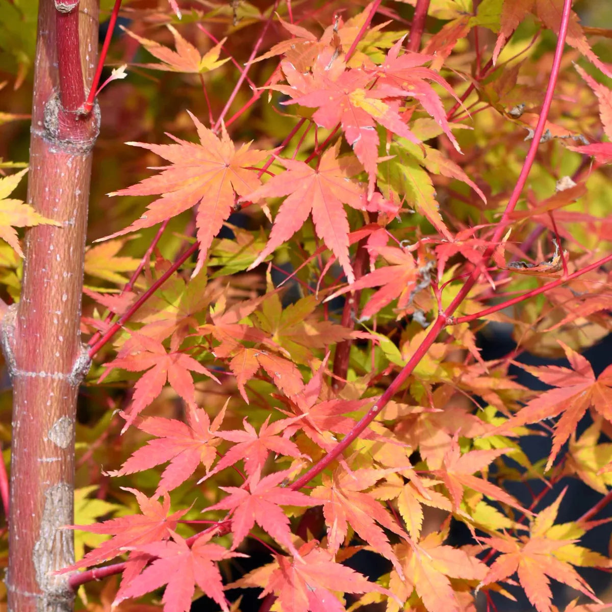 Acer palmatum 'Sango-Kaku' | Japanese Maple Deciduous Garden Plant Tree In Pot