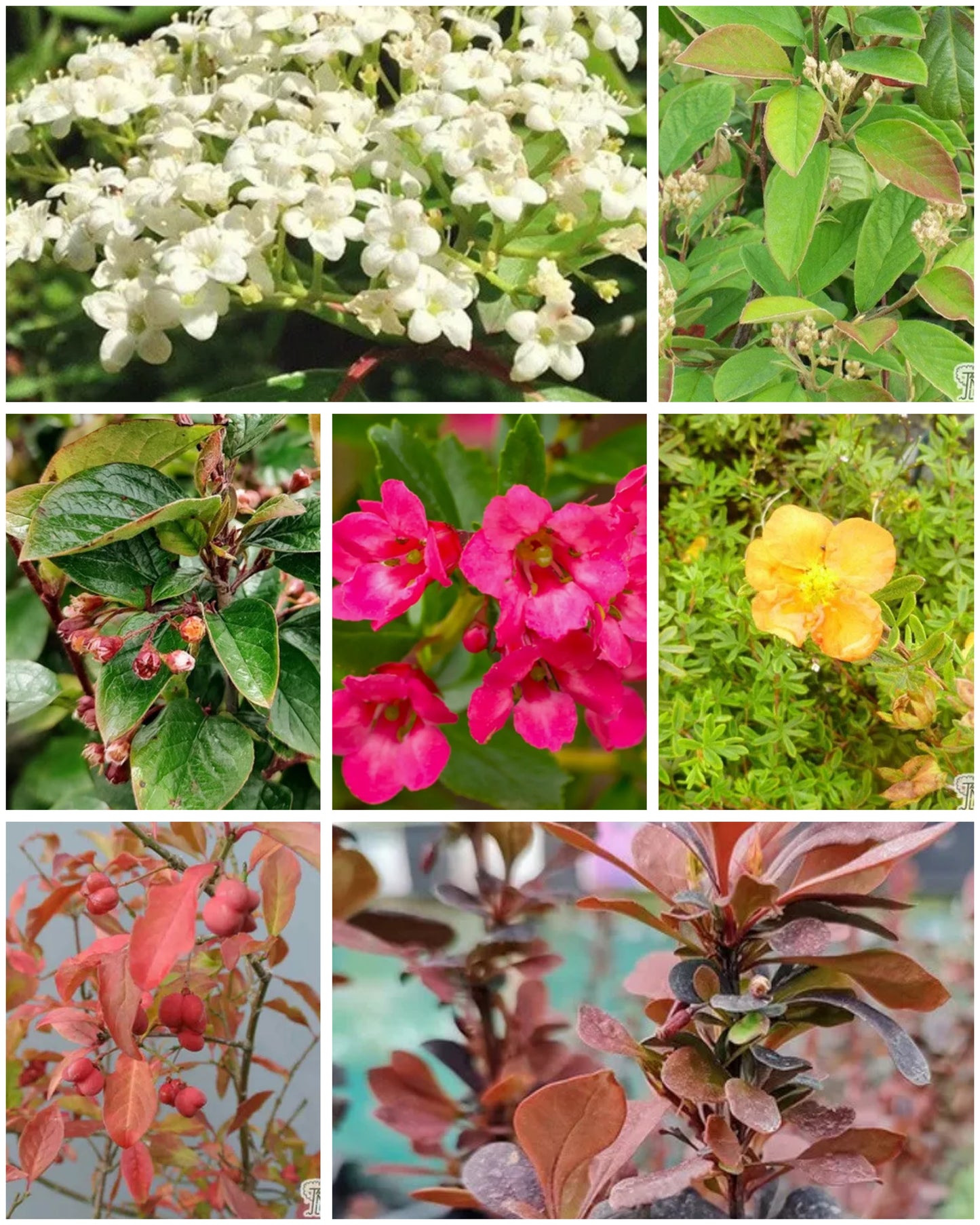 Garden Shrub Pack – 10 mature shrubs in 2-3 litre pots
