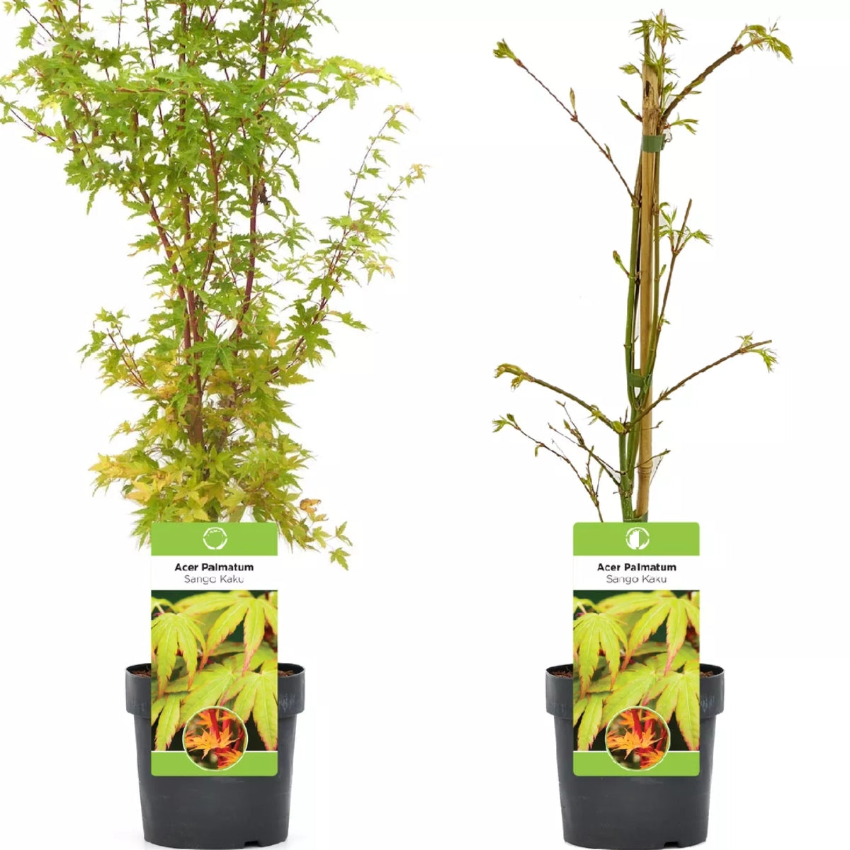 Acer palmatum 'Sango-Kaku' | Japanese Maple Deciduous Garden Plant Tree In Pot