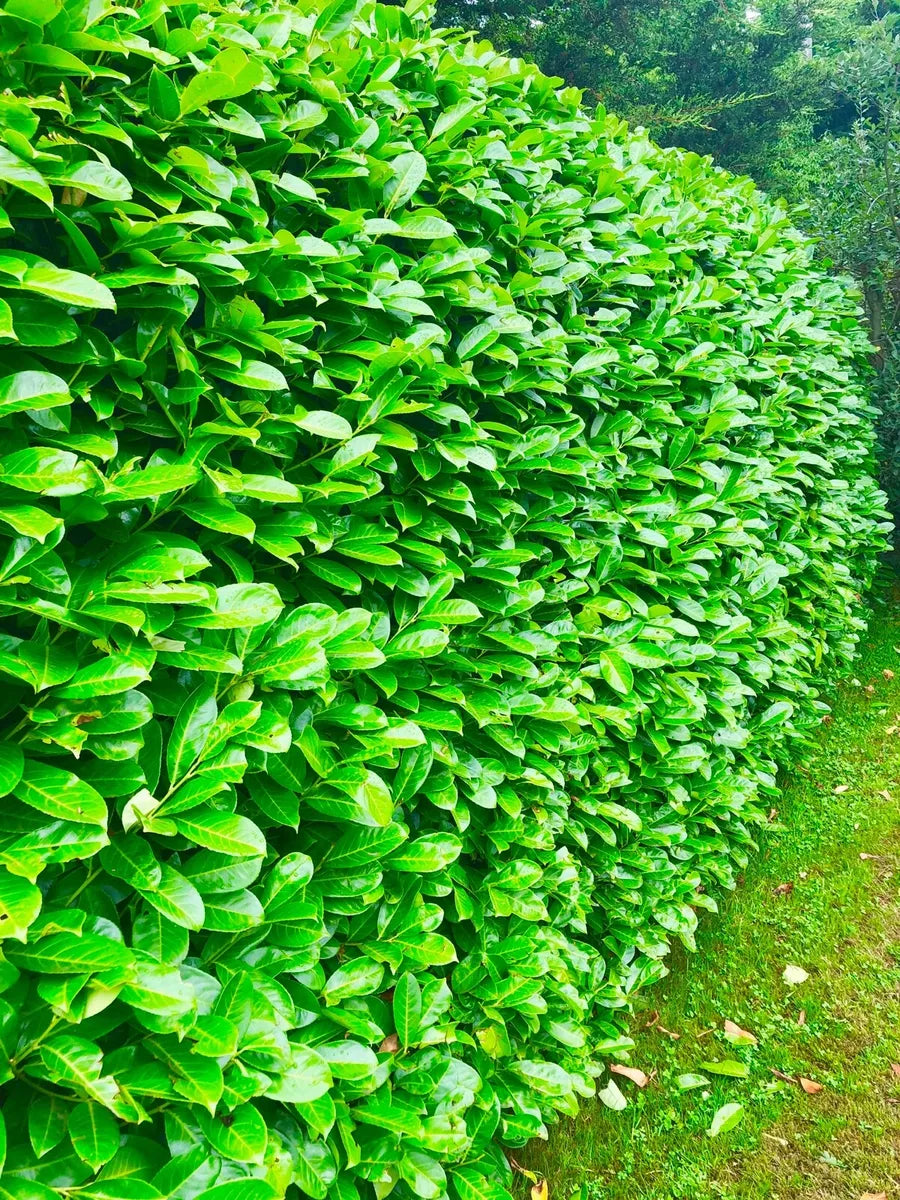 10 Cherry Laurel Hedging Evergreen Plants Fast Growth 2.5-3ft Large 2 Litre Pots
