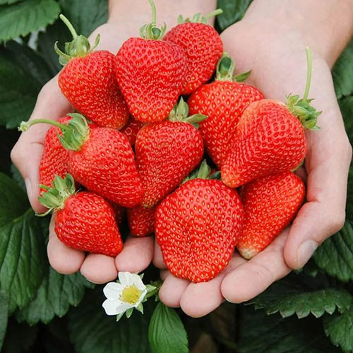 12 x Strawberry Cambridge Favourite Bare Roots - Grow Your Own Strawberries