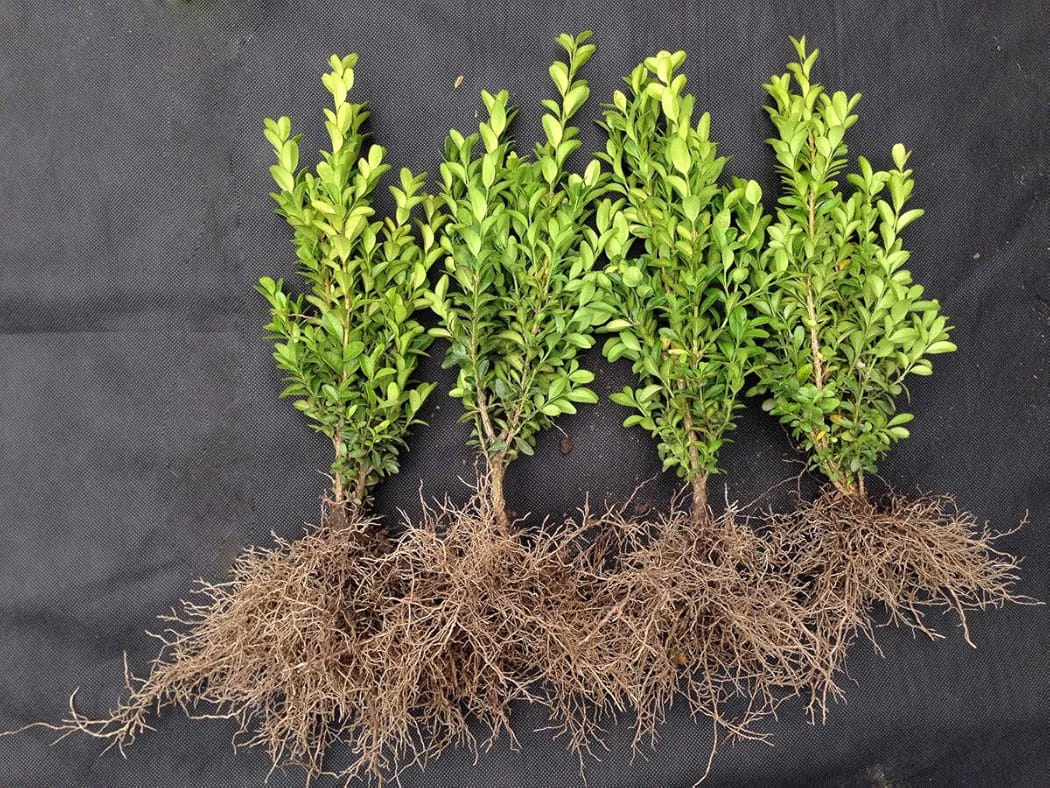 2 X bare root common boxwood/ Buxus plants, evergreen box hedging shrub