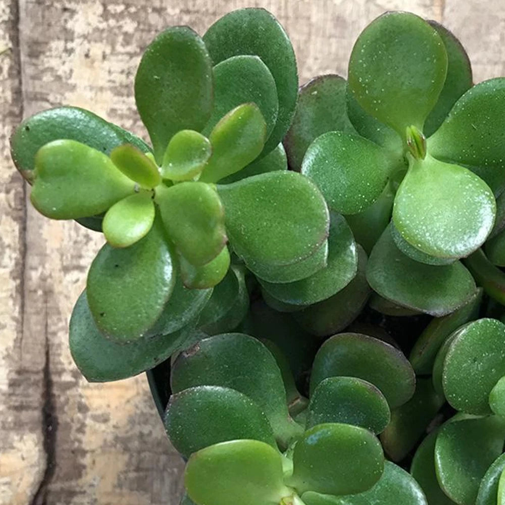 Crassula Ovata - 1 Plant - House / Office Live Indoor Pot Money Penny Tree