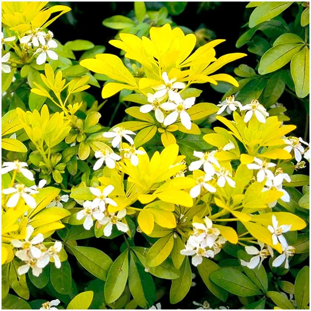 Pair of Choisya Mexican Orange 'Sundance' | Multi-Pack | Pot Plants | Shrubs