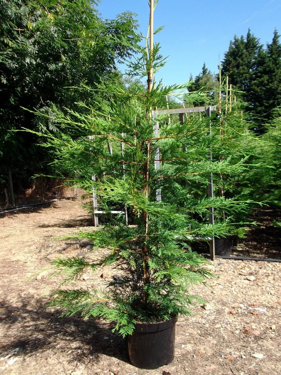 Leylandii Dark Green 170 to 180 cms, 20 x 10 ltr pots, great hedging plants