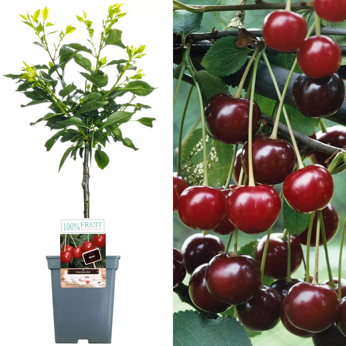 Patio Fruit Tree Collection | Various Fruits | Ideal for Small Gardens | 2-3ft