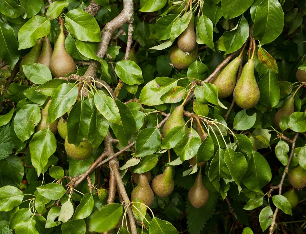 Conference Pear Tree 3-4ft 4L Pot, Self-Fertile & Heavy Cropper, Ready to Fruit