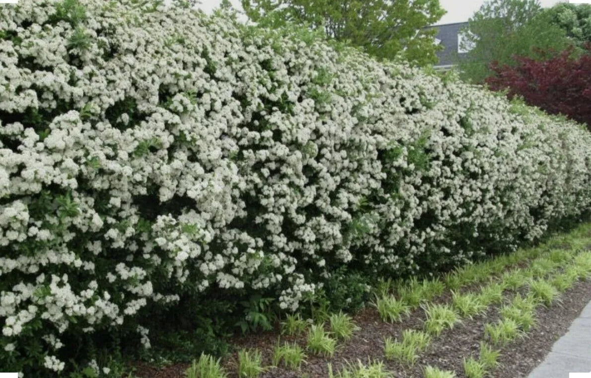 60 x Hawthorn Hedging Plants,Wildlife Friendly 2-3ft In 1L Pots Hawthorne Hedges