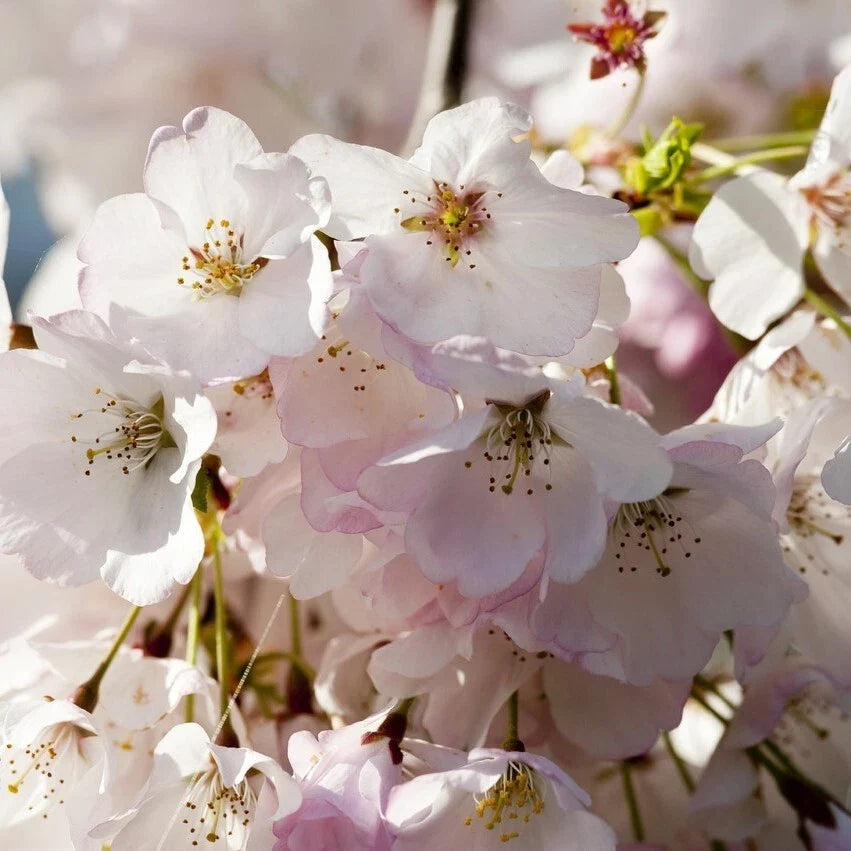 Japanese Amanogawa Pink Flowering Cherry 4ft, 3L Pot, Upright Prunus Serrulata