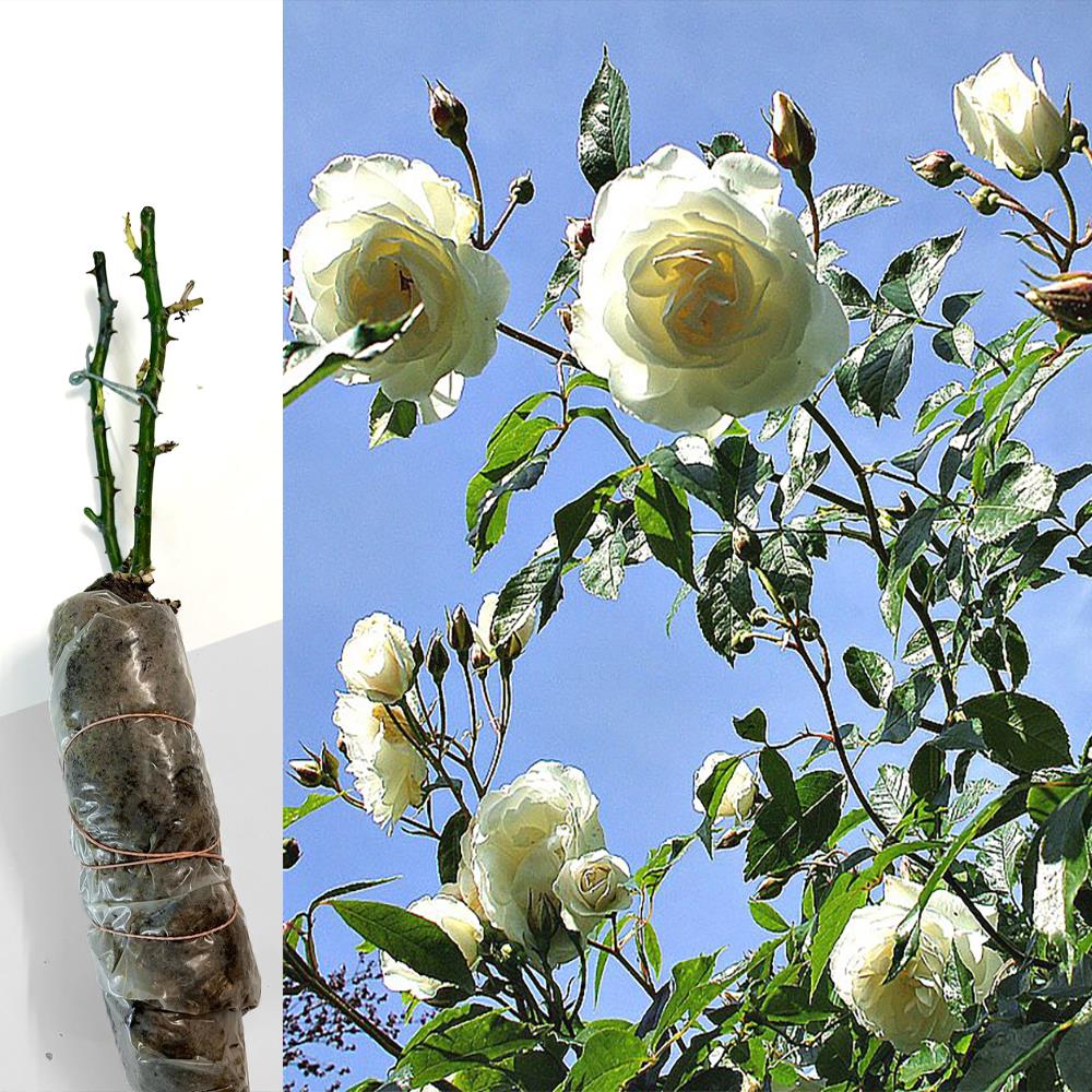 2 CLIMBING ROSE BUSHES PURPLE & WHITE FRAGRANT BARE ROOTED GARDEN PLANT SHRUBS