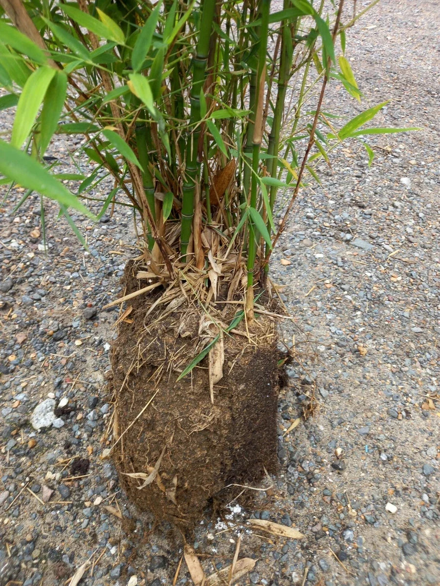 AUREA JUMBO Clumps Golden green Bamboo Instant Screening Live Root Ball