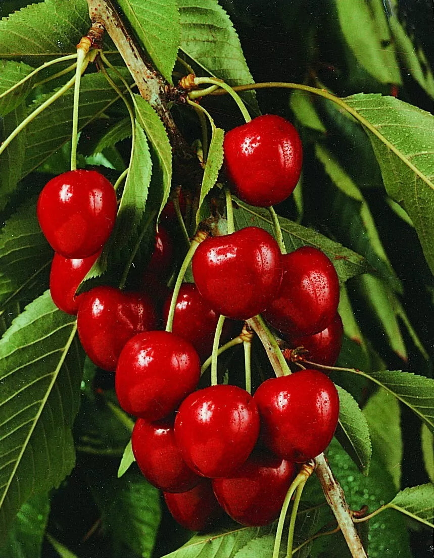 Cherry Tree - Prunus avium 'Stella' - Patio Fruit Tree 2-3ft in 5 Litre Pot