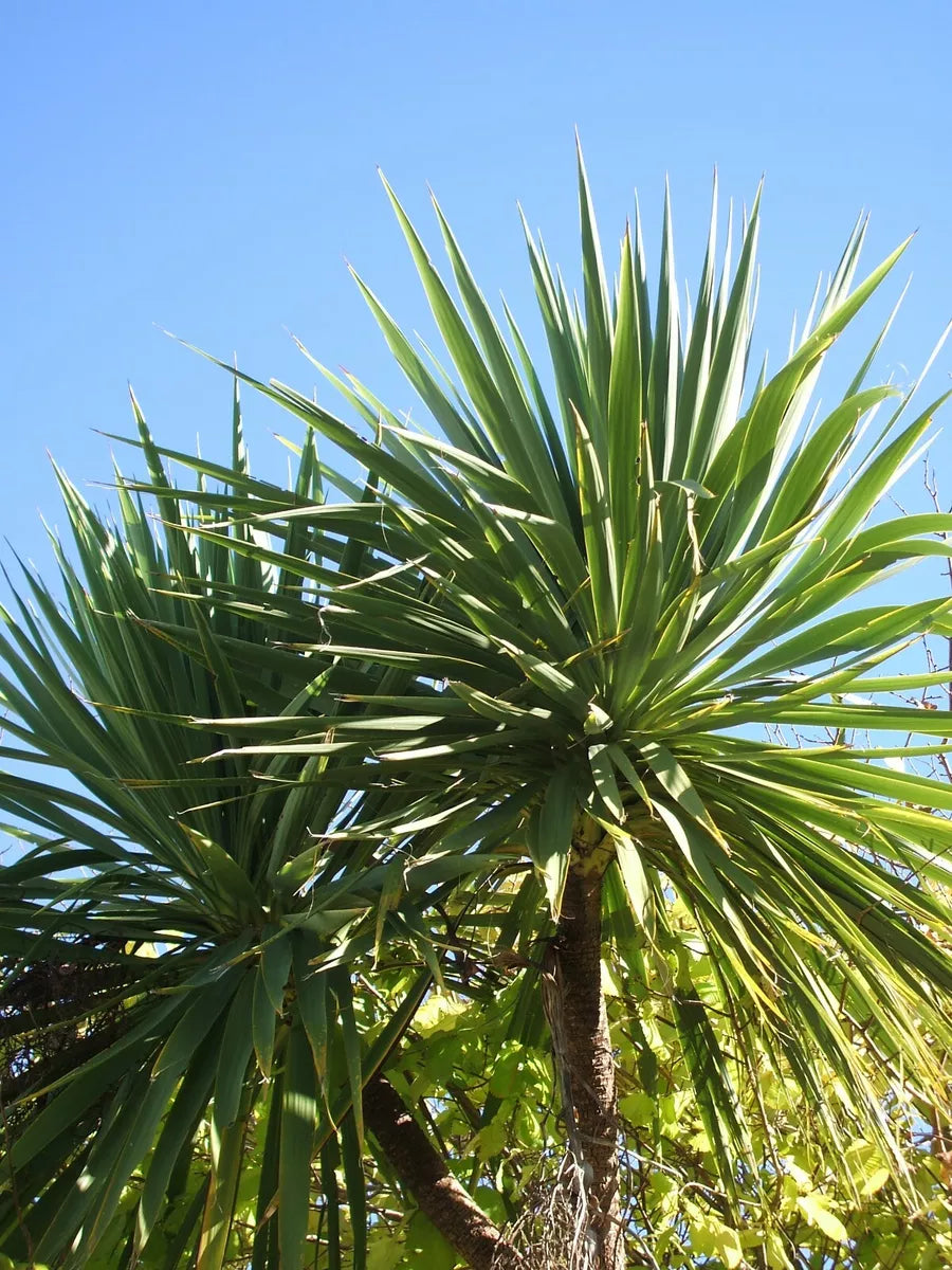 Cabbage Palm - Cordyline australis - 50 Seeds - Hardy Palm Tree