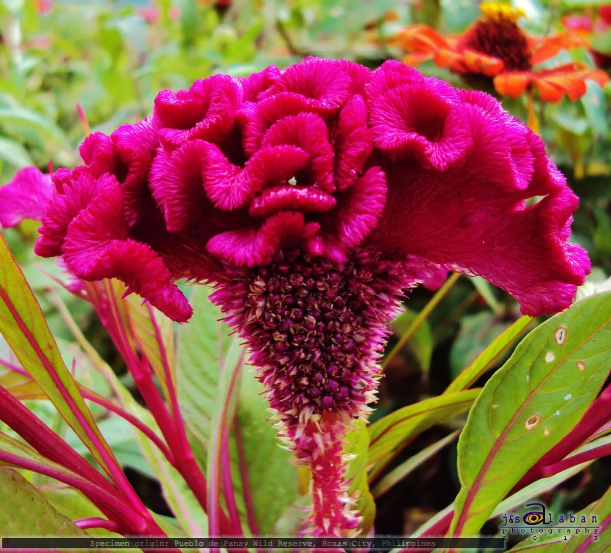 COCKSCOMB TALL MIX - 1000 SEEDS - Celosia a. cristata - For The Border Flower