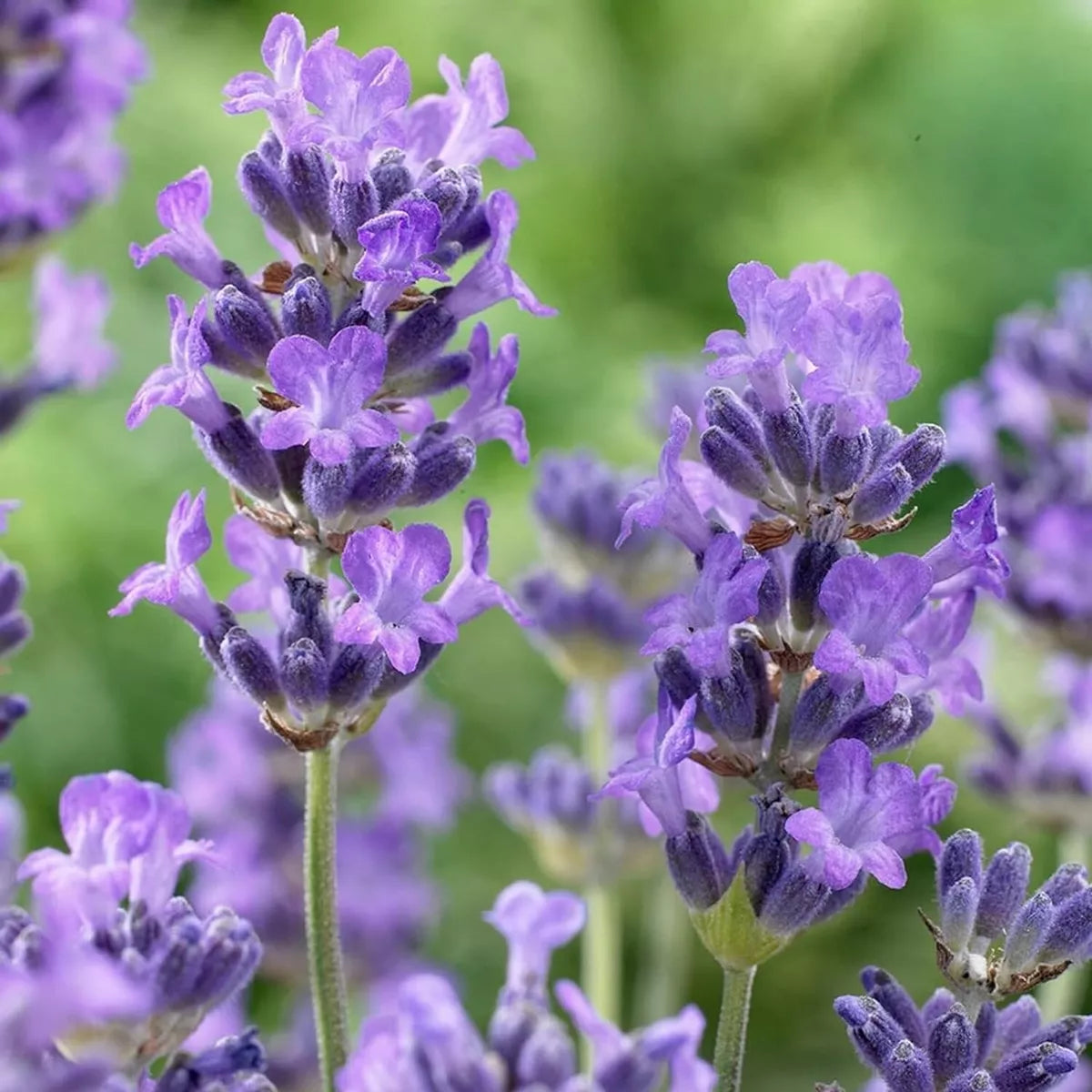 Lavender angustifolia Herb Plant in 14cm Pot - Lavandula English Lavender Bush