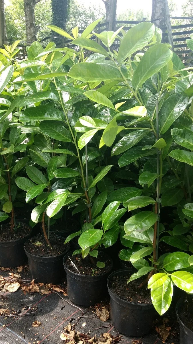10X CHERRY LAUREL HEDGING PLANTS EVERGREEN TREES SHRUBS HARDY 2LT POTS 3 FOOT