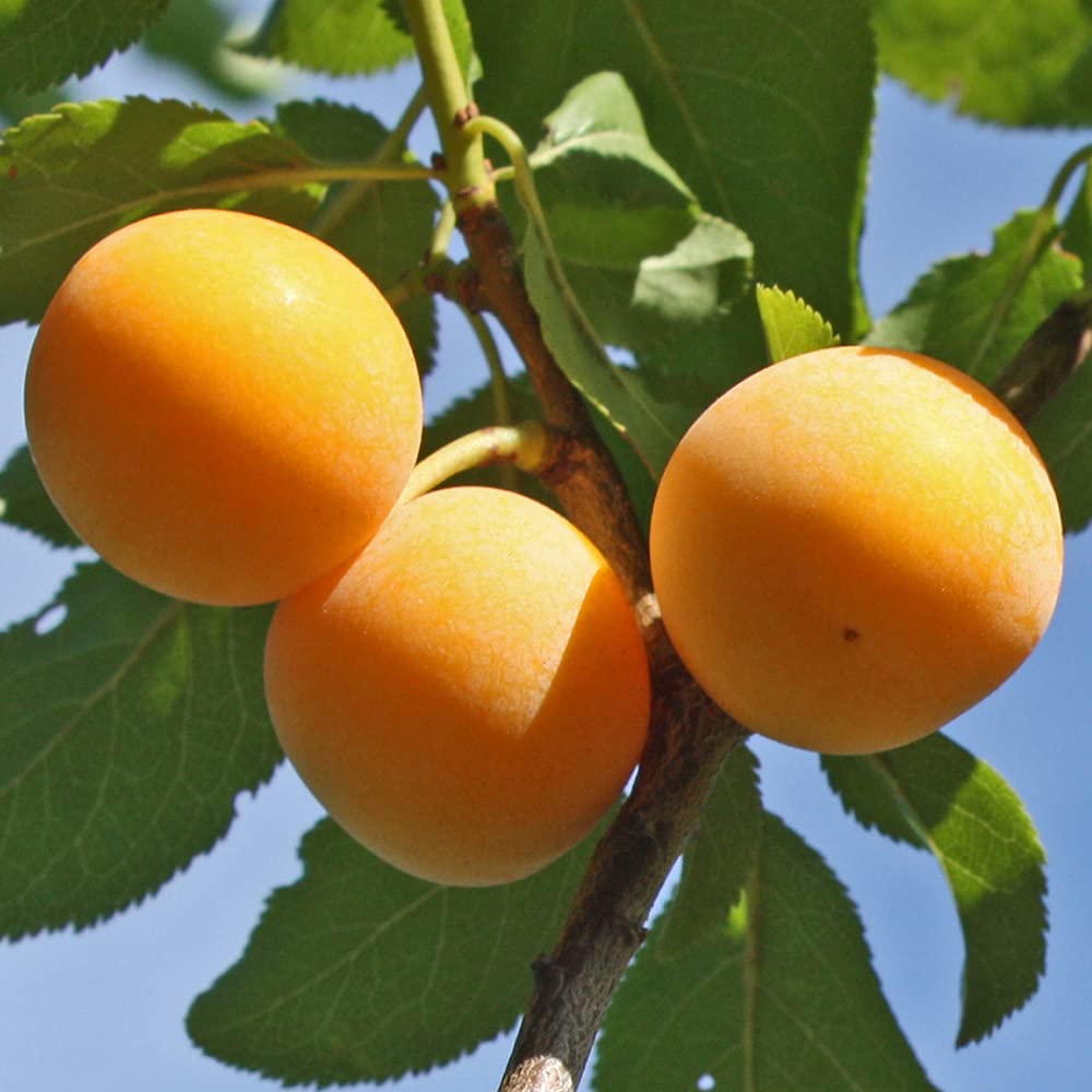 'Mirabelle de Nancy' Plum Patio Fruit Tree in a 5L Pot 90-110cm Tall