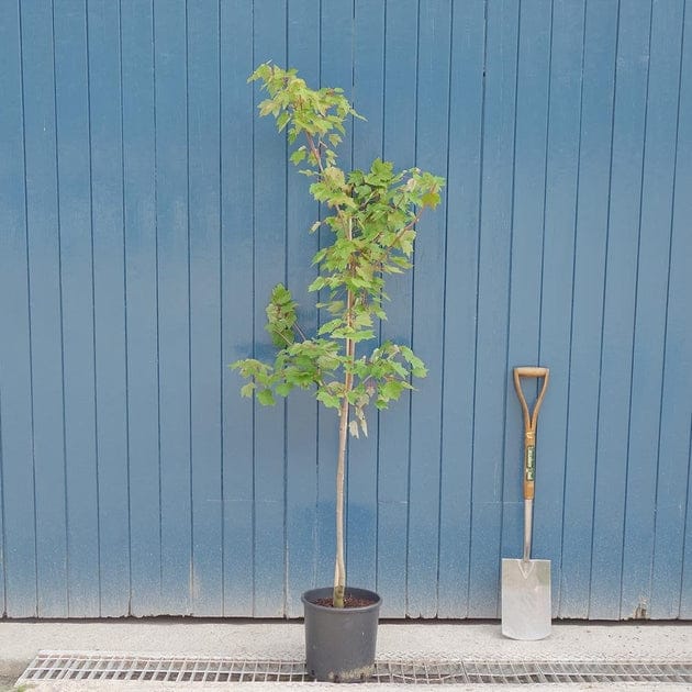 Acer Rubrum Fairview Flame Red Maple Tree 6ft, 12L Pot