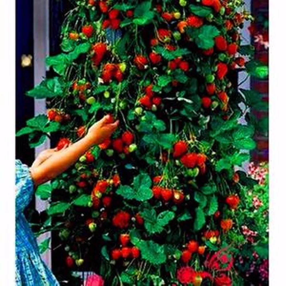 Red Climbing Strawberry Viable Seeds, Garden Pot Creeping Plant, UK Stock