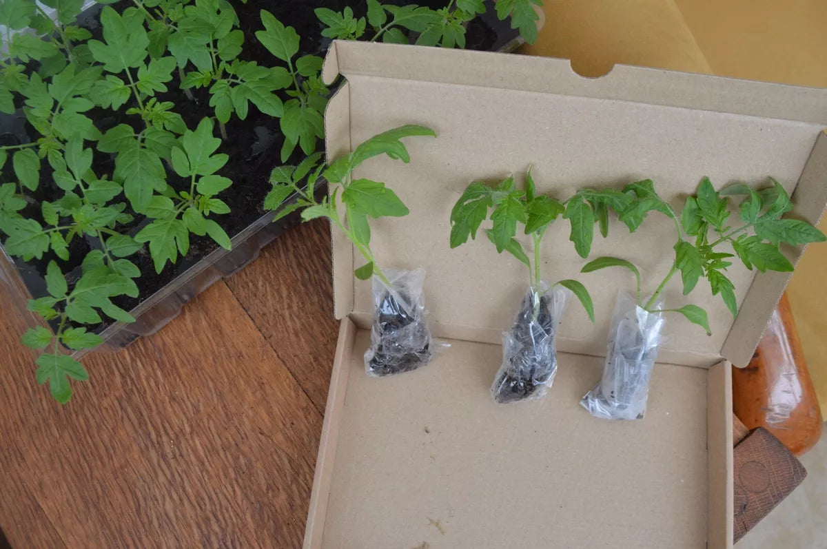 3x Tomato Moneymaker Plug Plants! READY NOW! x3!