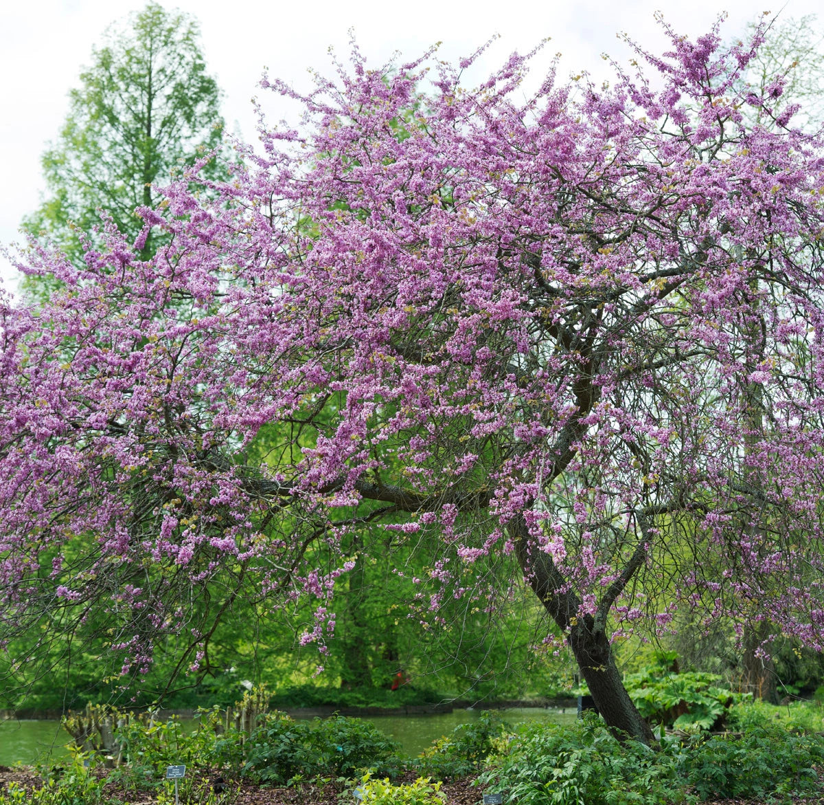 Cercis siliquastrum / Judas Tree, stunning, Peat Free, 5L 75-100cm