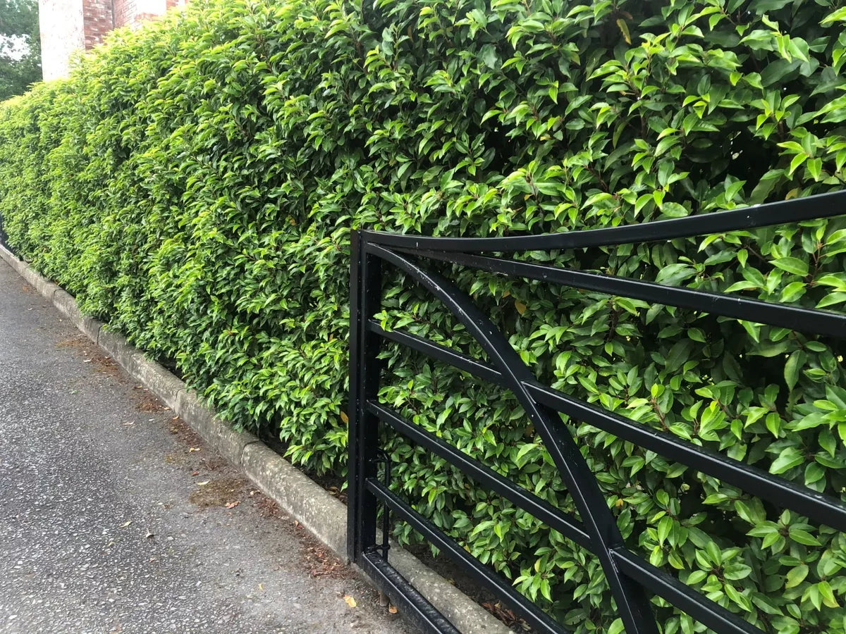 10 Portuguese Laurel Evergreen Hedging Plants 2-3ft Fast Growing 3 Litre Pots