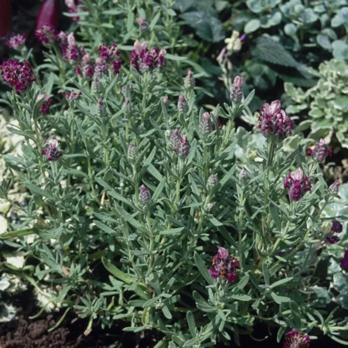 Lavender red plug plants fragrant garden flowers herb perennial shrubs pack of 3