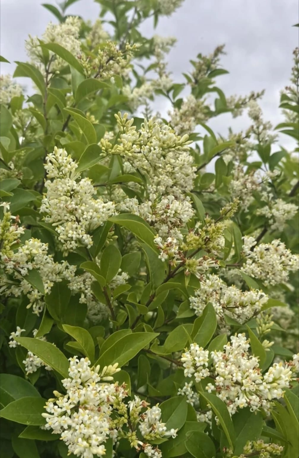 Pallet Deal 6-8ft 180-240cm Green Privet hedging Ligustrum ovalifoium