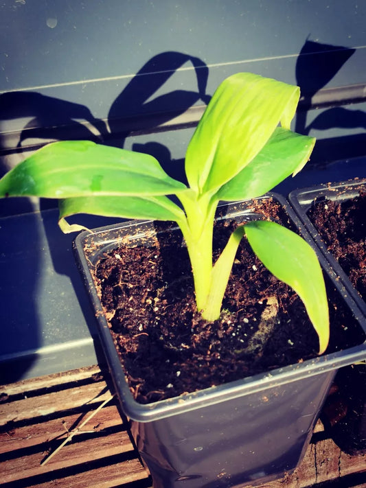 1 X Musa Basjoo Hardy Banana Plug Plant