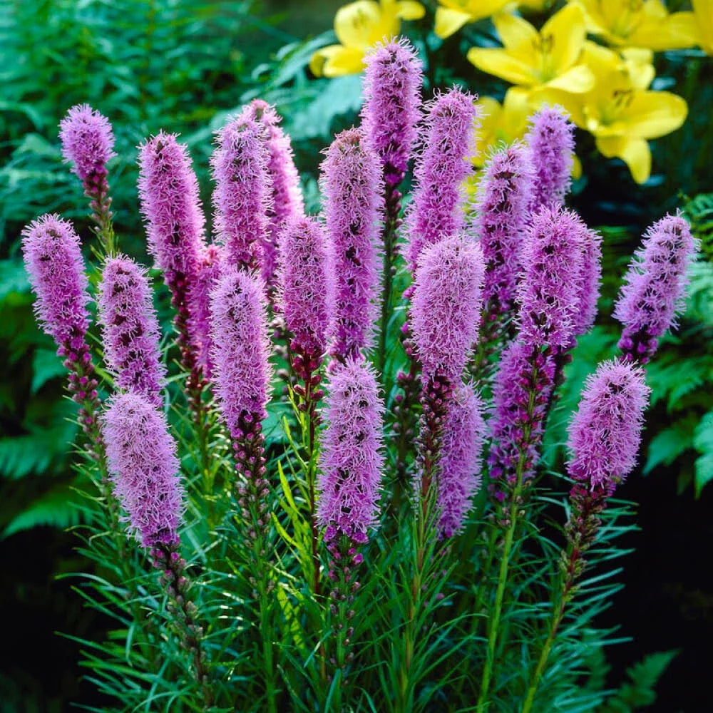 Summer Flowering Bulb Mixed Pack, 300 Bulbs, 7 Varieties for Summer Long Colour