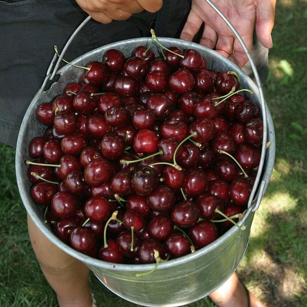 Cherry Tree - Prunus avium 'Stella' - Patio Fruit Tree 2-3ft in 5 Litre Pot