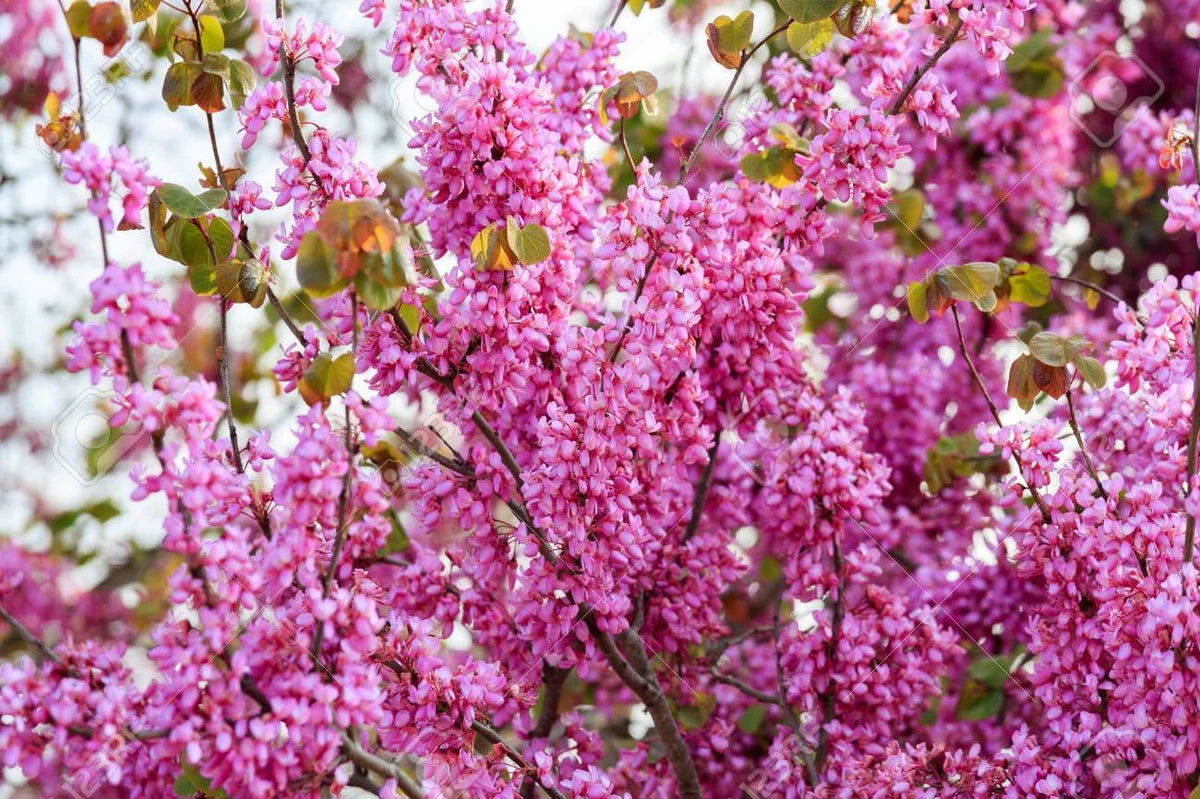 Cercis siliquastrum / Judas Tree, stunning, Peat Free, 5L 75-100cm