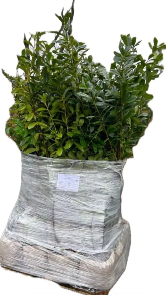 PALLET DEALS - 10 Cherry Laurel Hedging Plants 5-6FT 150-180cm B-Grade