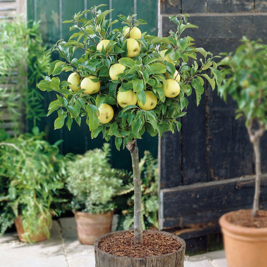 1 x Malus (Apple) ‘Golden Delicious’ Plant in a 9cm Pot