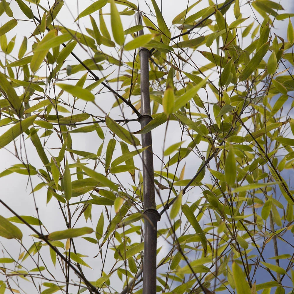 Bamboo Plant, Black Bamboo Phyllostachys Nigra, Hardy, 50-80cm Tall in 3L Pot