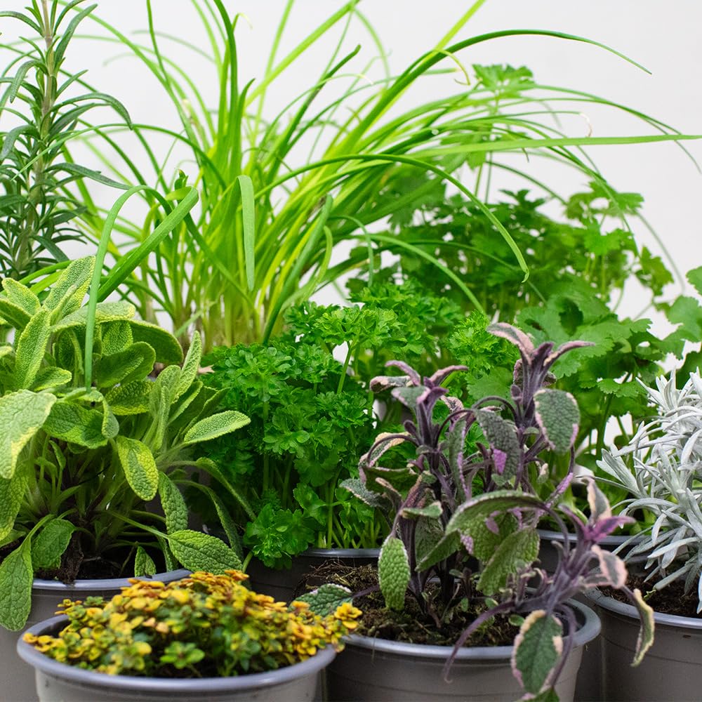 9 x Mixed Herbs - Plants Outdoor Garden Ready or Great House Plants, Create Your own herb Garden