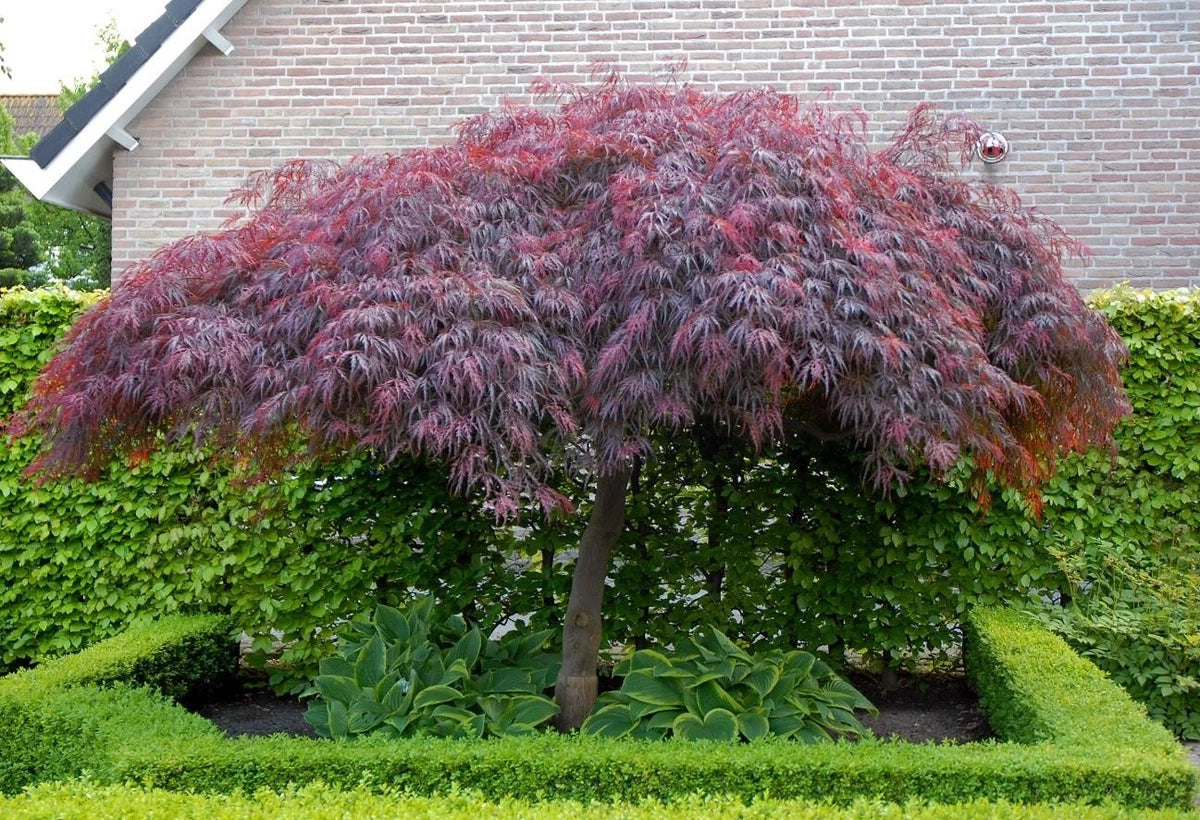 Extra Large Acer Palmatum Dissectum 'Crimson Queen' – 60–70 cm in 7.5 Litre Pot