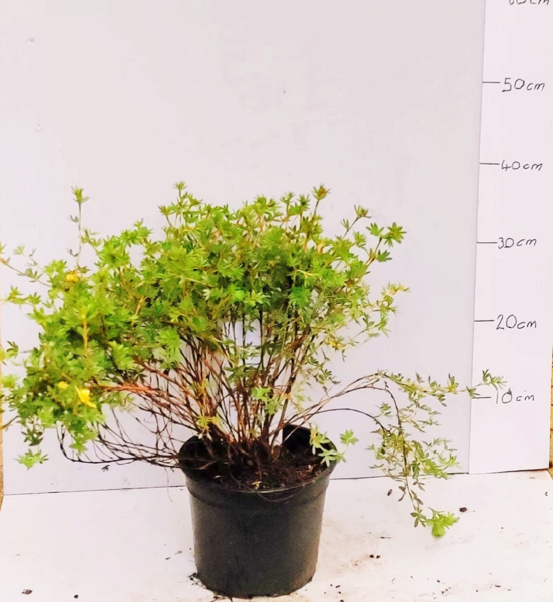 Garden Shrub Pack – 10 mature shrubs in 2-3 litre pots