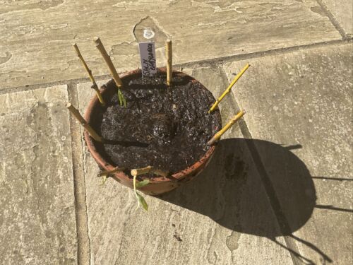 5 Weeping Willow Cuttings (Salix Babylonica) Unrooted