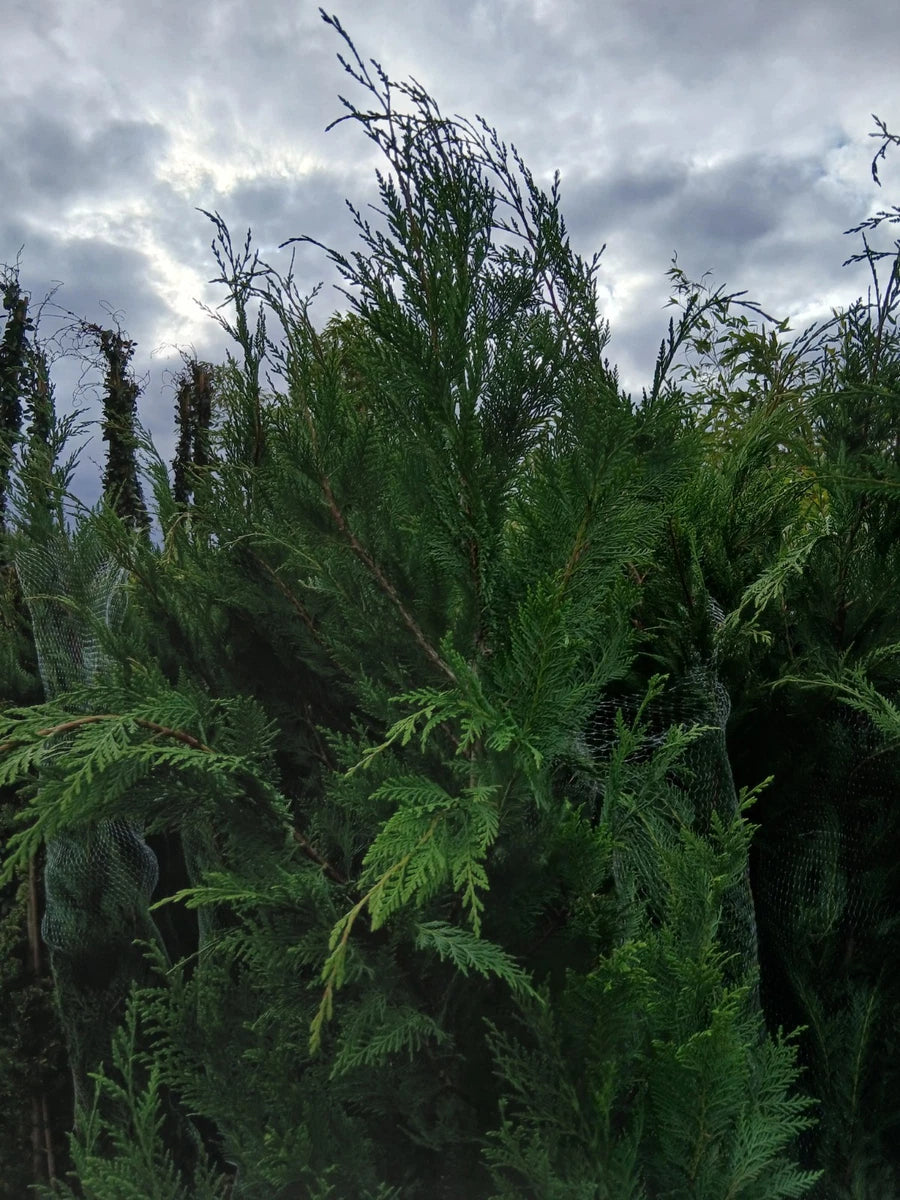 Leylandii Hedging Plants 20L Amazing Quality Quick Growing Approx 200cm