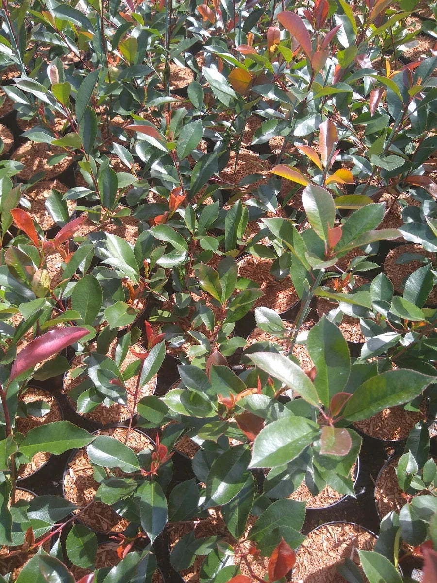 10x PHOTINIA RED ROBIN BUSH PLANTS 2LT POT SHRUBS WHITE FLOWERS HEDGING 2.5 FOOT
