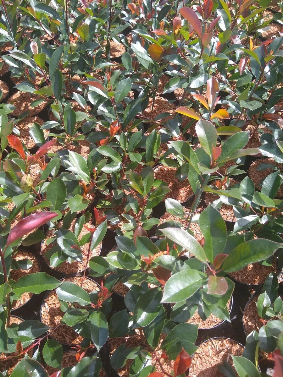 10x PHOTINIA RED ROBIN BUSH PLANTS 2LT POT SHRUBS WHITE FLOWERS HEDGING 2.5 FOOT