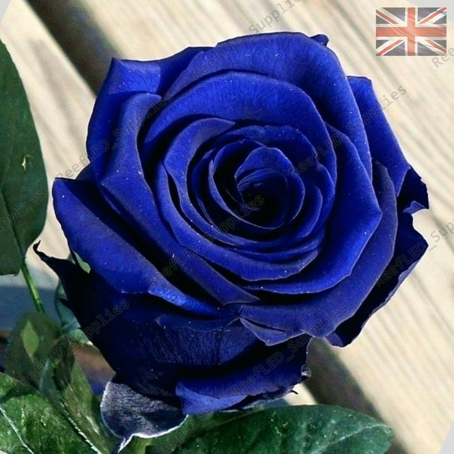 Rare Blue Rose Flower Seeds Garden Plants 20x Viable Seeds