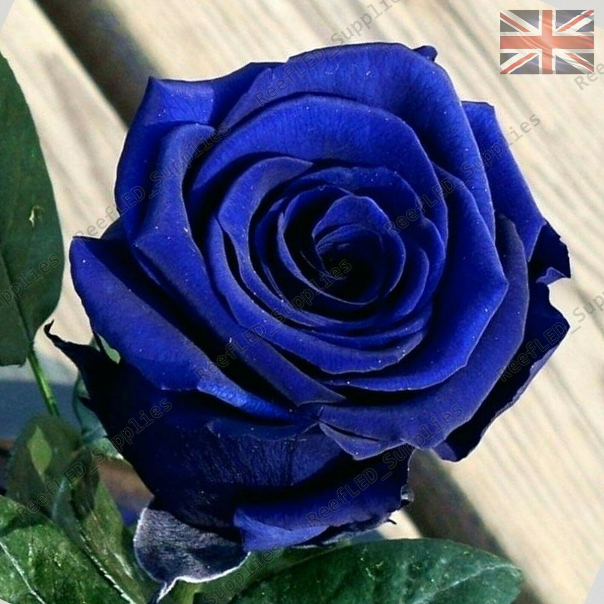 Rare Blue Rose Flower Seeds Garden Plants 10x Viable Seeds