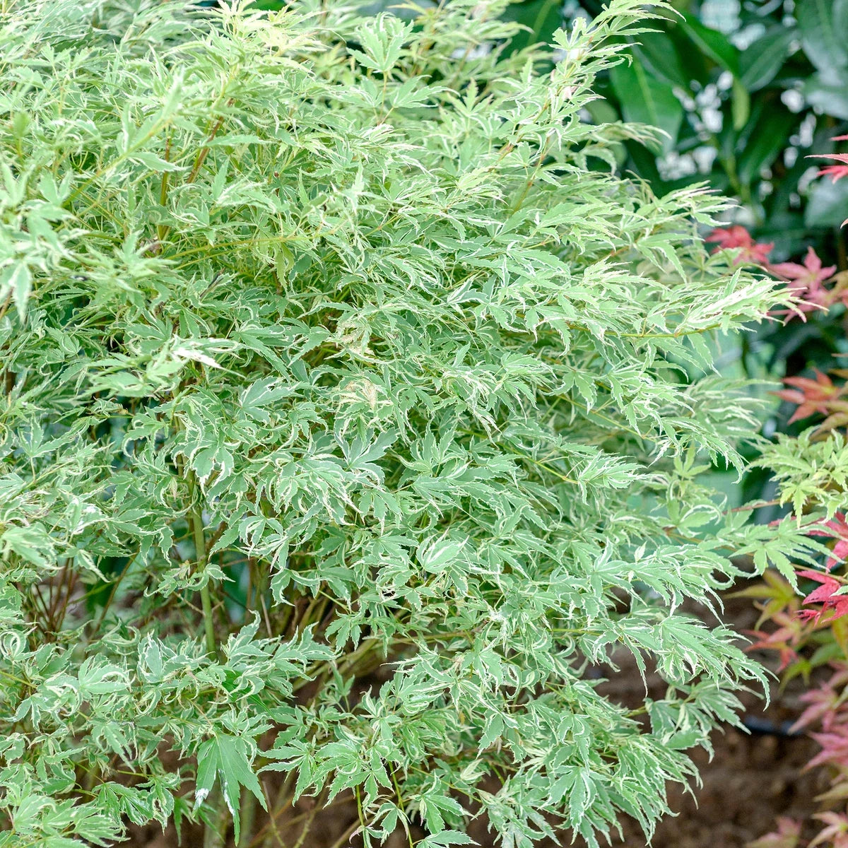Acer palmatum Butterfly - Japanese Maple | Deciduous Garden Plant Tree in Pot