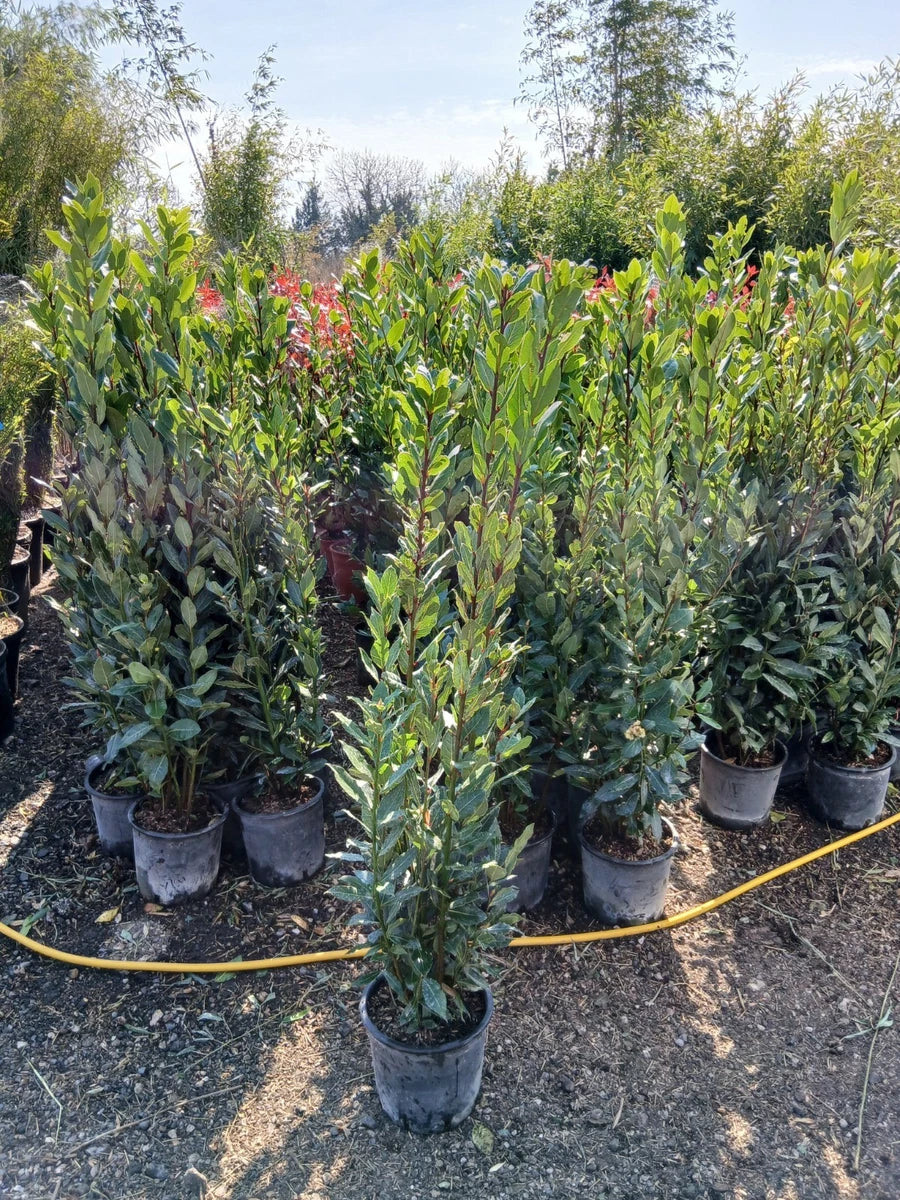 Bay tree 'Laurus nobilis' Cooking 140cm+/- Amazing Quality Hedging/Patio Plant