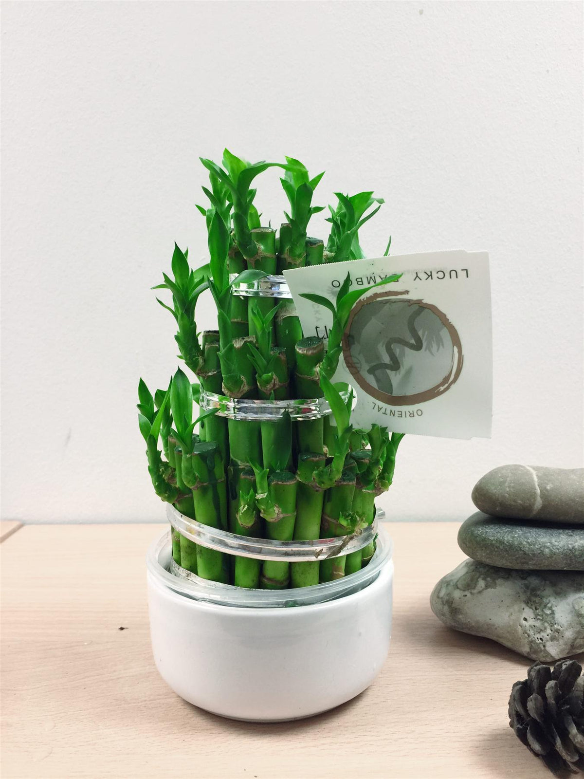 1 LUCKY BAMBOO RIBBON PLANT EVERGREEN INDOOR BONSAI IN CERAMIC POT FOR FENG SHUI